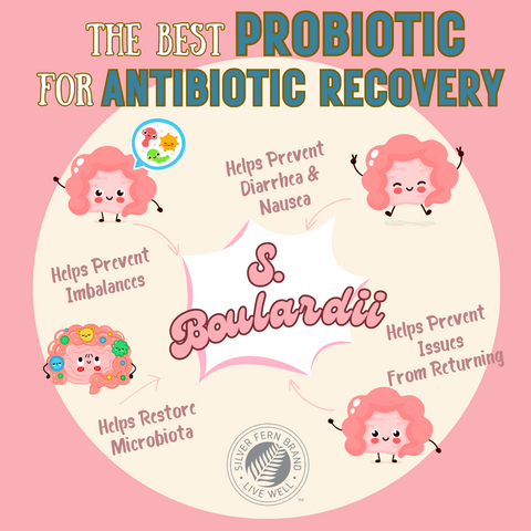 The best probiotic  for antibiotic recovery - gut health, probiotics