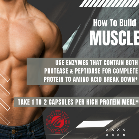 Digestive Enyzmes help with building muscle- gut health, protein, digestive enzymes