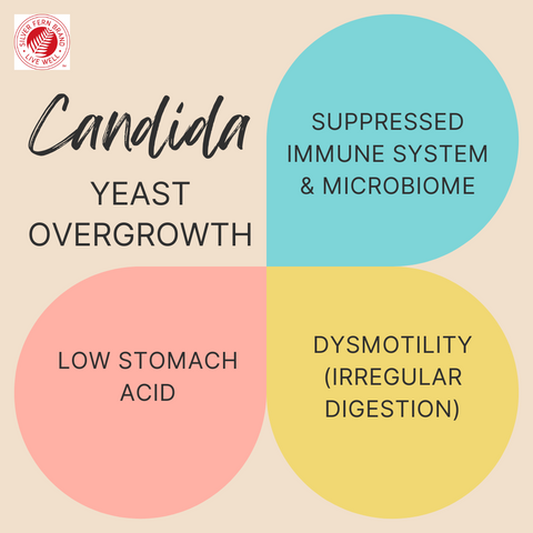 Candida yeast overgrowth can be helped with natural supplements from Silver Fern Brand-gut health, probiotics, cleanse, upper GI relief
