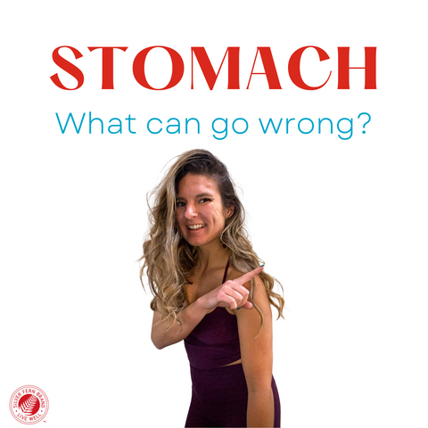 The stomach is the 1st major phase of digestion-GERD, gastritis, hiatal hernia, hypochlorhydria, stomach acid,