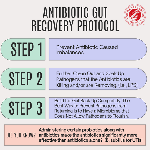 Antibiotic Gut Recovery Protocol - gut health, probiotics