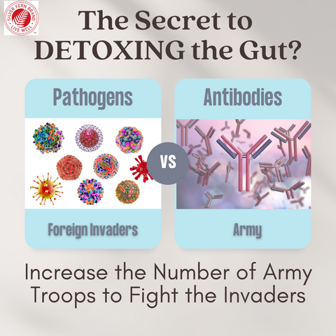 Increasing antibodies (immunoglobulins) is the secret to detoxing the gut-c. diff, e. coli, LPS, cleanse