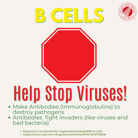 B Cells help stop viruses - gut health, postbiotics