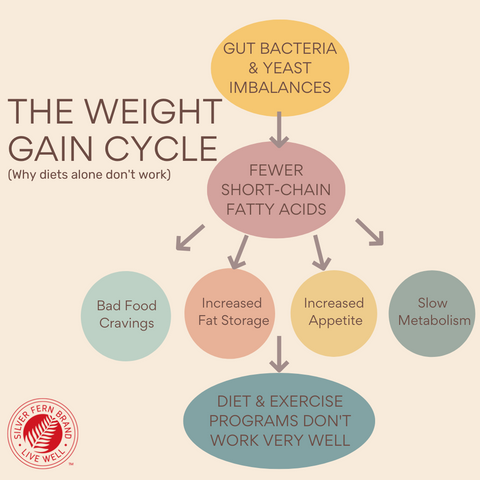 The gut directs cravings, appetite, fat storage, & metabolism-weight gain, gut health, long-term weight loss
