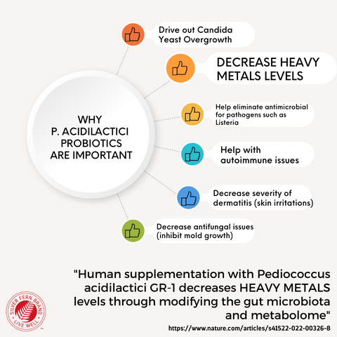 P. Acidilactici has shown to help with candida, autoimmune issues, & heavy metal contamination