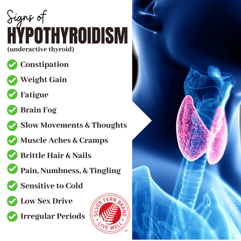 Gut health can affect thyroid function - gut health, probiotics, prebiotics, cleanse, immunoglobulins