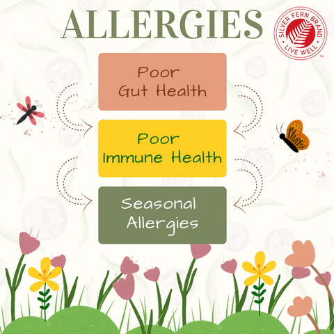 Your gut health may be impacting your allergies and immune health - gut health, probiotics, prebiotics