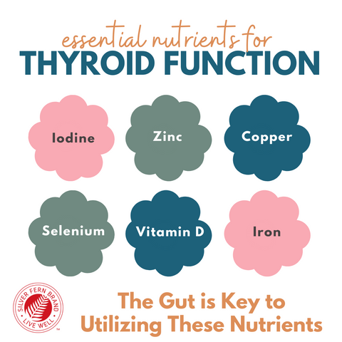 The gut is key to utilizing nutrients - gut health, thyroid