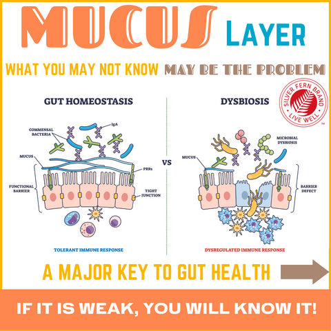 Why does a strong mucus layer matter? - gut health, leaky gut