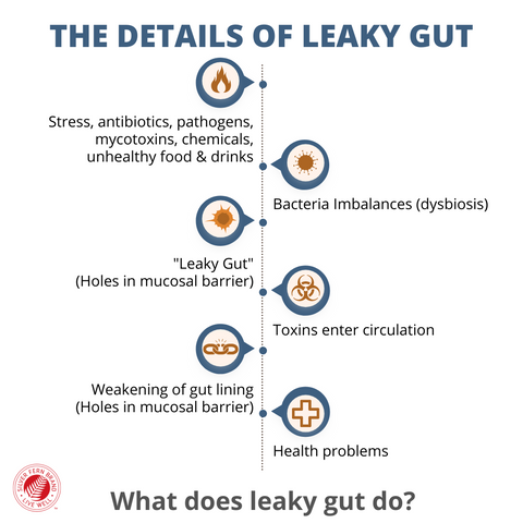 Evidence for leaky gut and its effect on multiple aspects of health - probiotics, prebiotics, immunoglobulins, antibodies, gut health