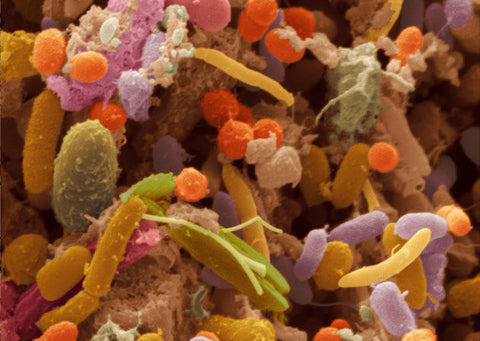 Is Your Microbiome Going to Determine If Your Diet Succeeds or Fails?