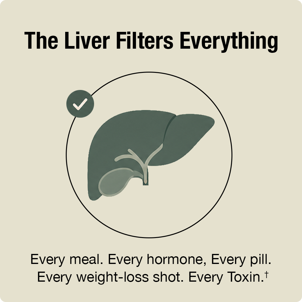 Illustration of a liver with text about the liver filtering substances on a beige background