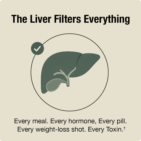 Illustration of a liver with text about the liver filtering substances on a beige background