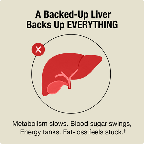 Illustration of a liver with text about a backed-up liver on a beige background