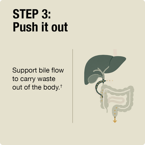 Diagram of liver and intestines with text about bile flow and waste removal on a beige background